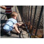 Ezra feeding deer1.jpg